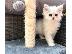 PoulaTo: PERSIAN KITTEN